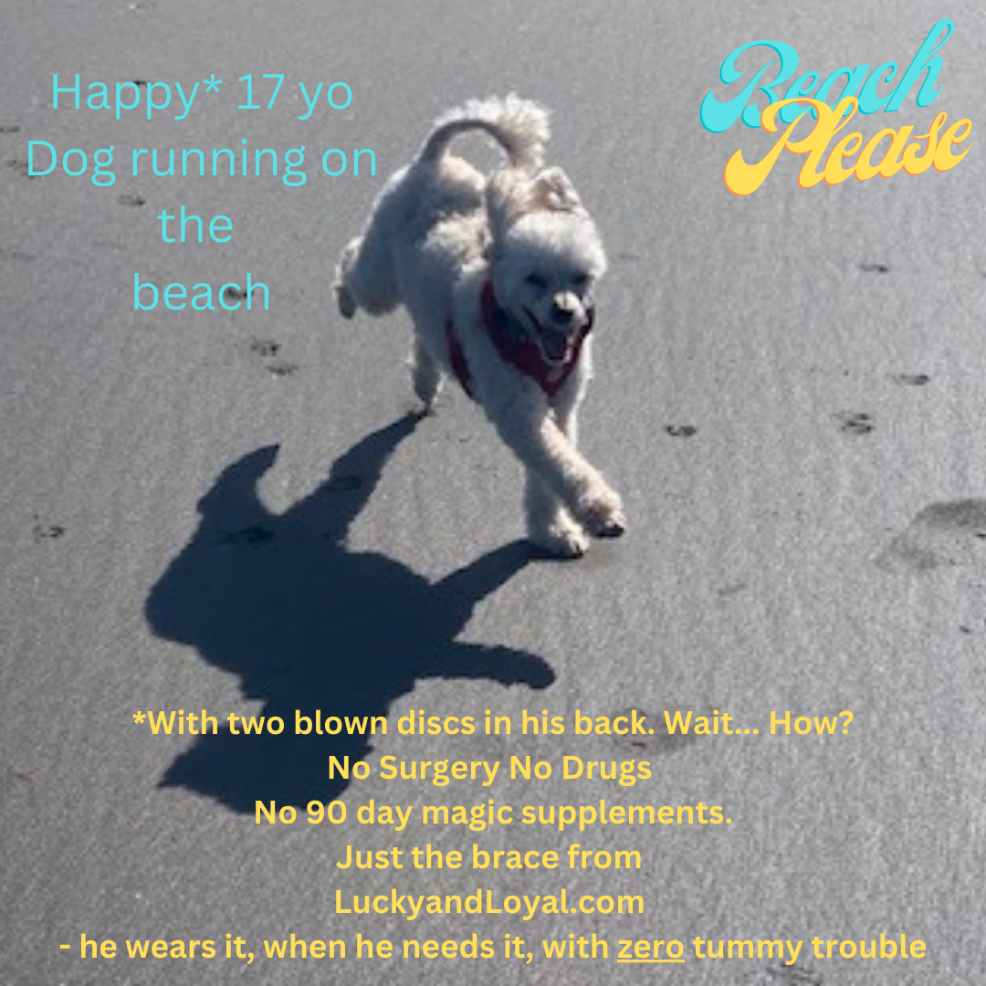 Dr. Pierce's Dog Blog - Picking the Perfect Stride: A Guide to Choo...