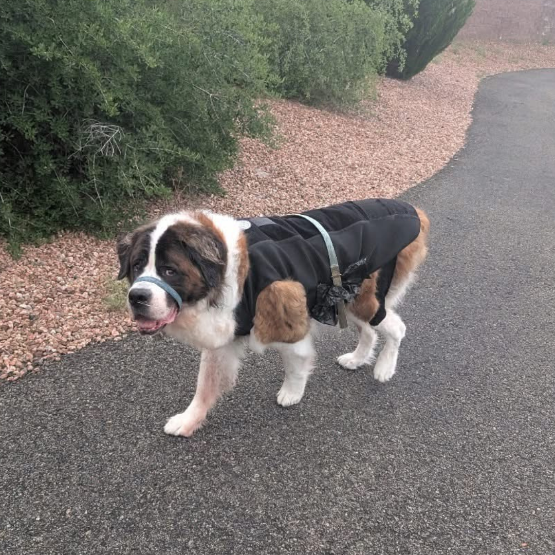 A dog wearing the Dynamic Mobility Brace walking on a gravel path outdoors.
