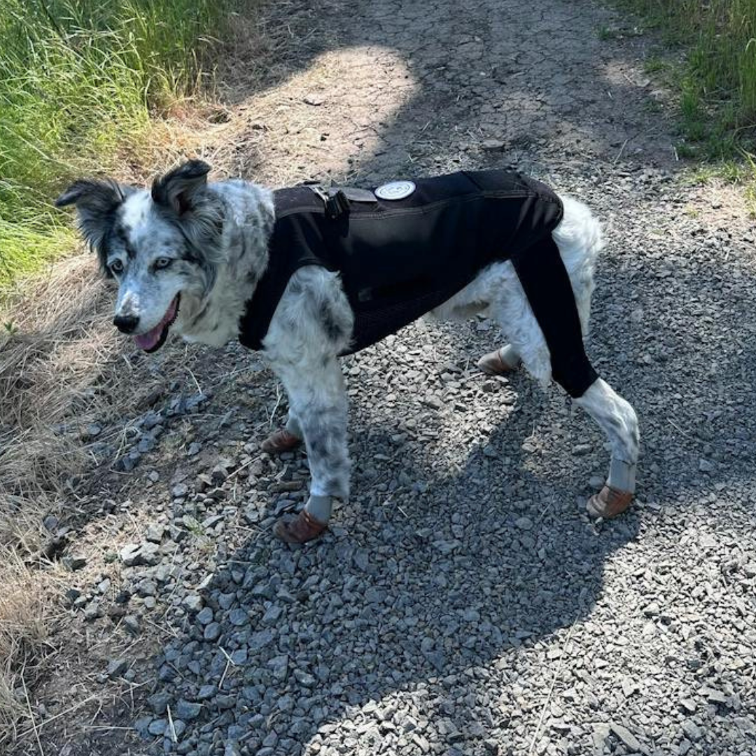 Dog wearing a black dynamic vest and sleeves on a gravel path with grass on either side
