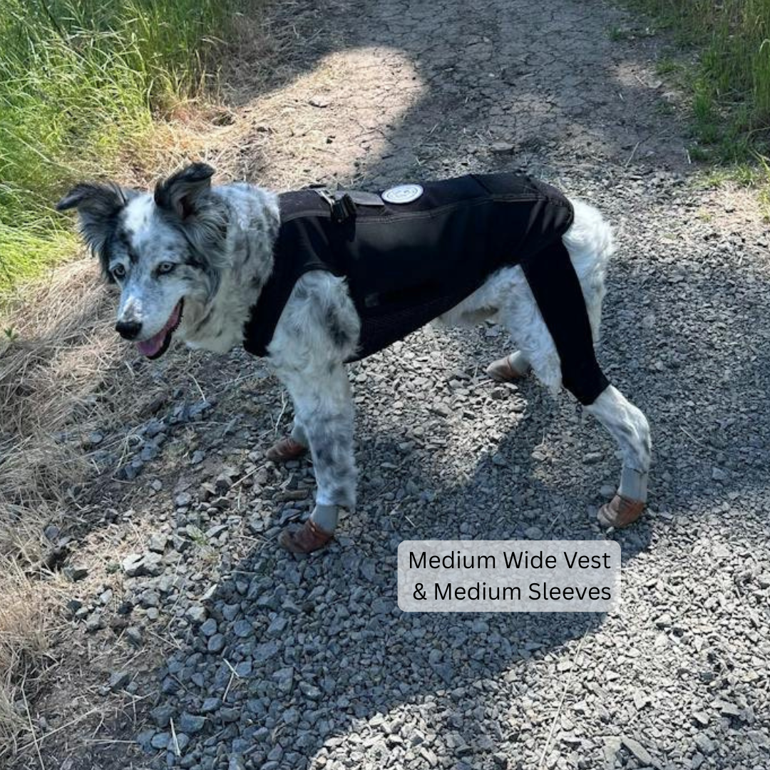 A dog wearing the Dynamic Mobility Brace walking on a gravel path outdoors.