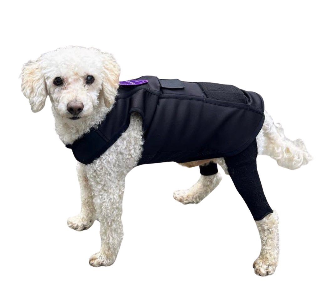 A dog wearing the LuckyandLoyal Dynamic Mobility Brace showing the interchangeable patches and quick closure features.