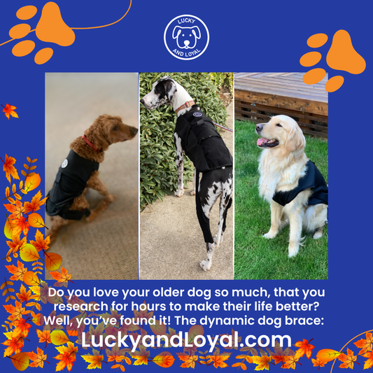 3 dogs in the LuckyandLoyal.com Dynamic Dog Brace