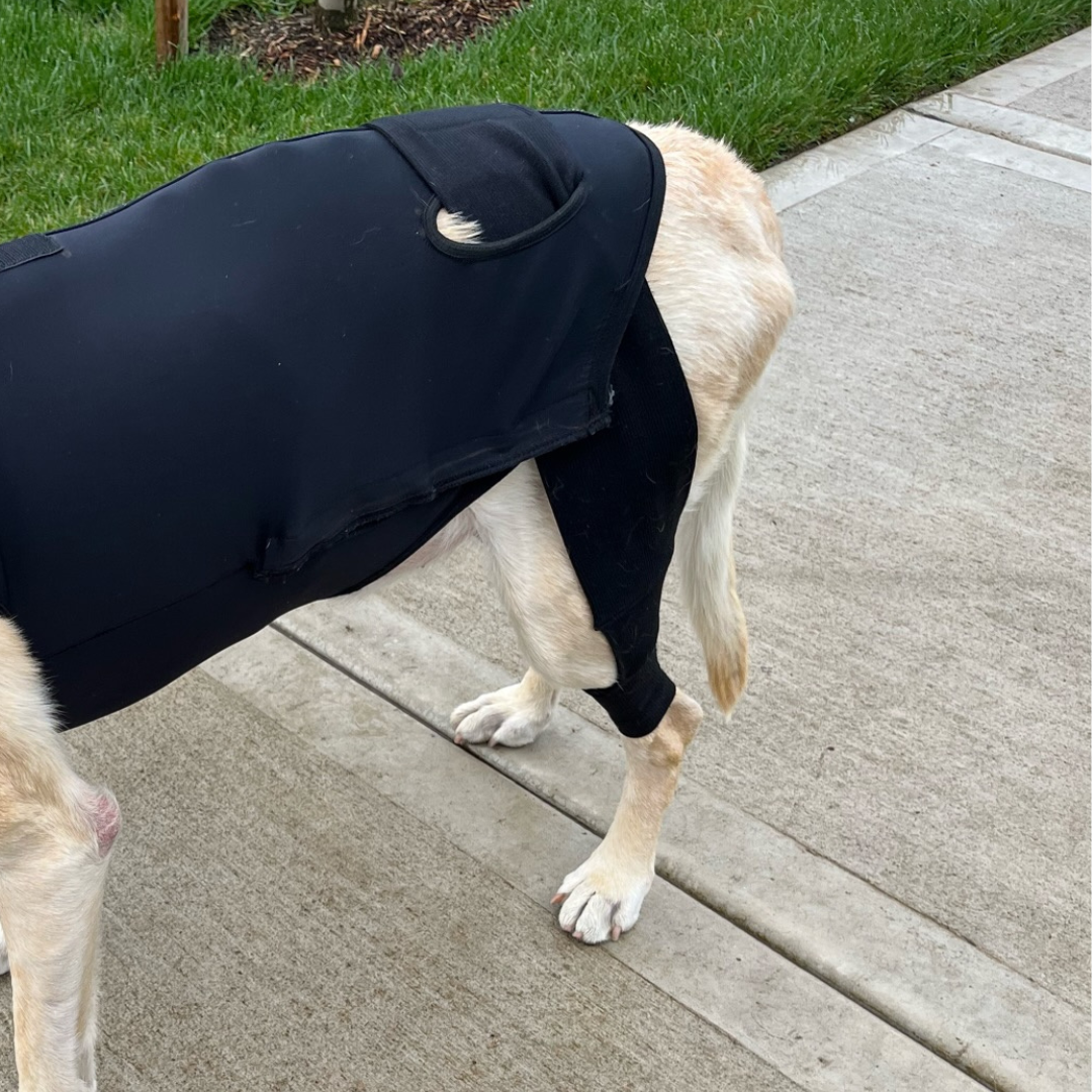 Dynamic Dog Sleeves - Front or Back Legs