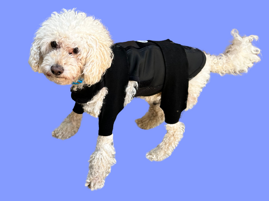 MOBILITY SUPPORT BRACE: Exercise & Support for Dogs
