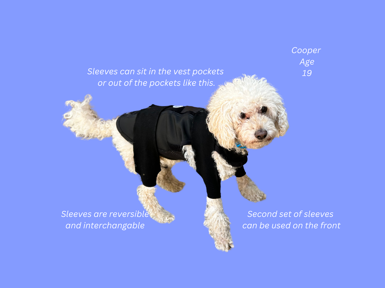 Dog wearing a black vest and sleeves with descriptive text on a blue background