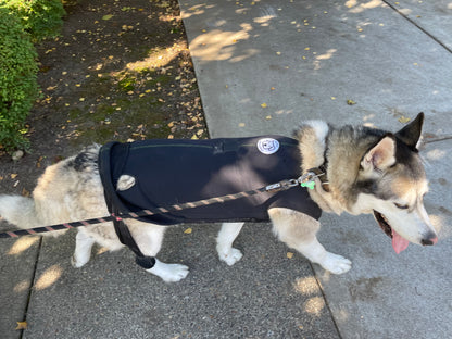 Customized Dynamic Support Dog Vest