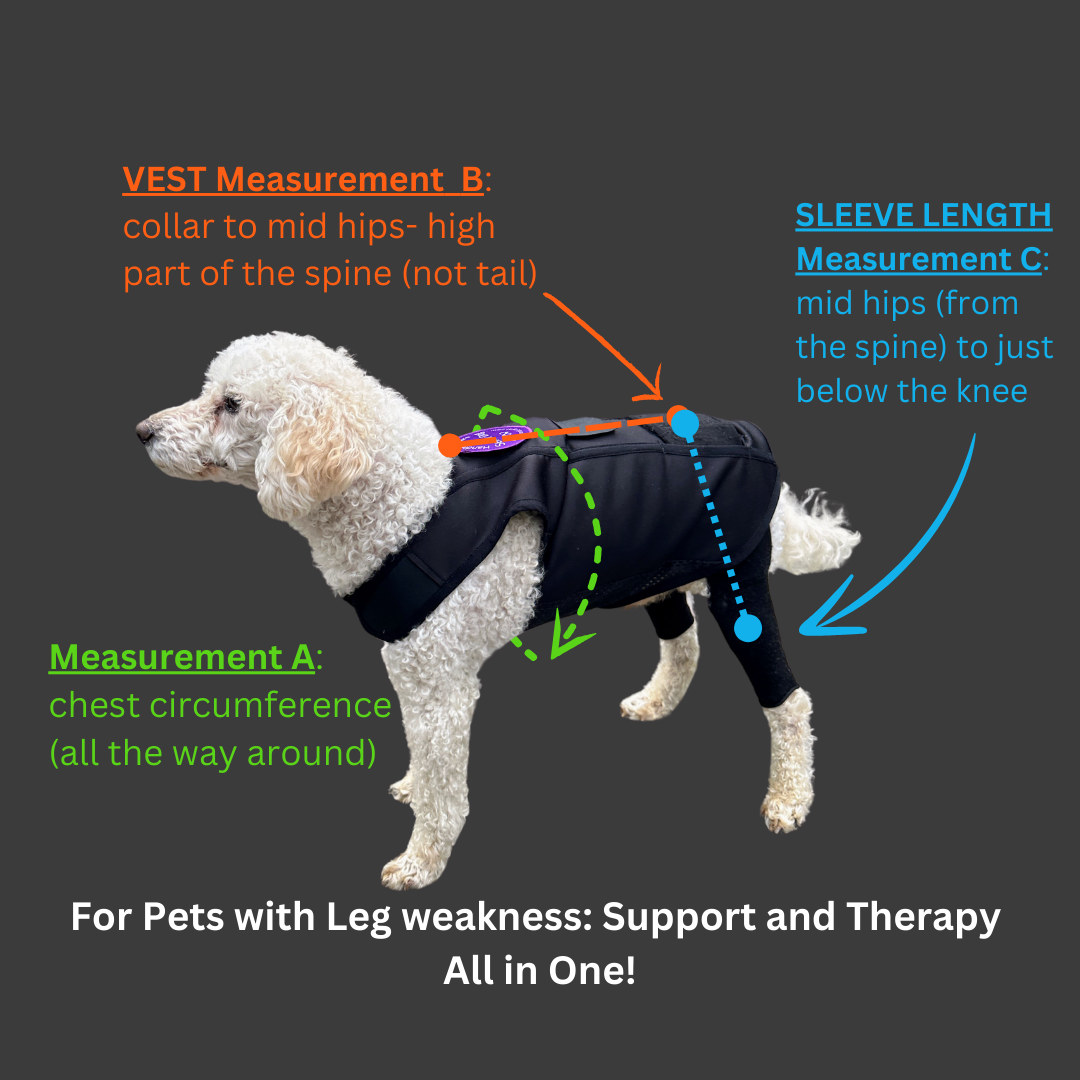 Dog with IVDD wearing LuckyandLoyal Dynamic Mobility Brace