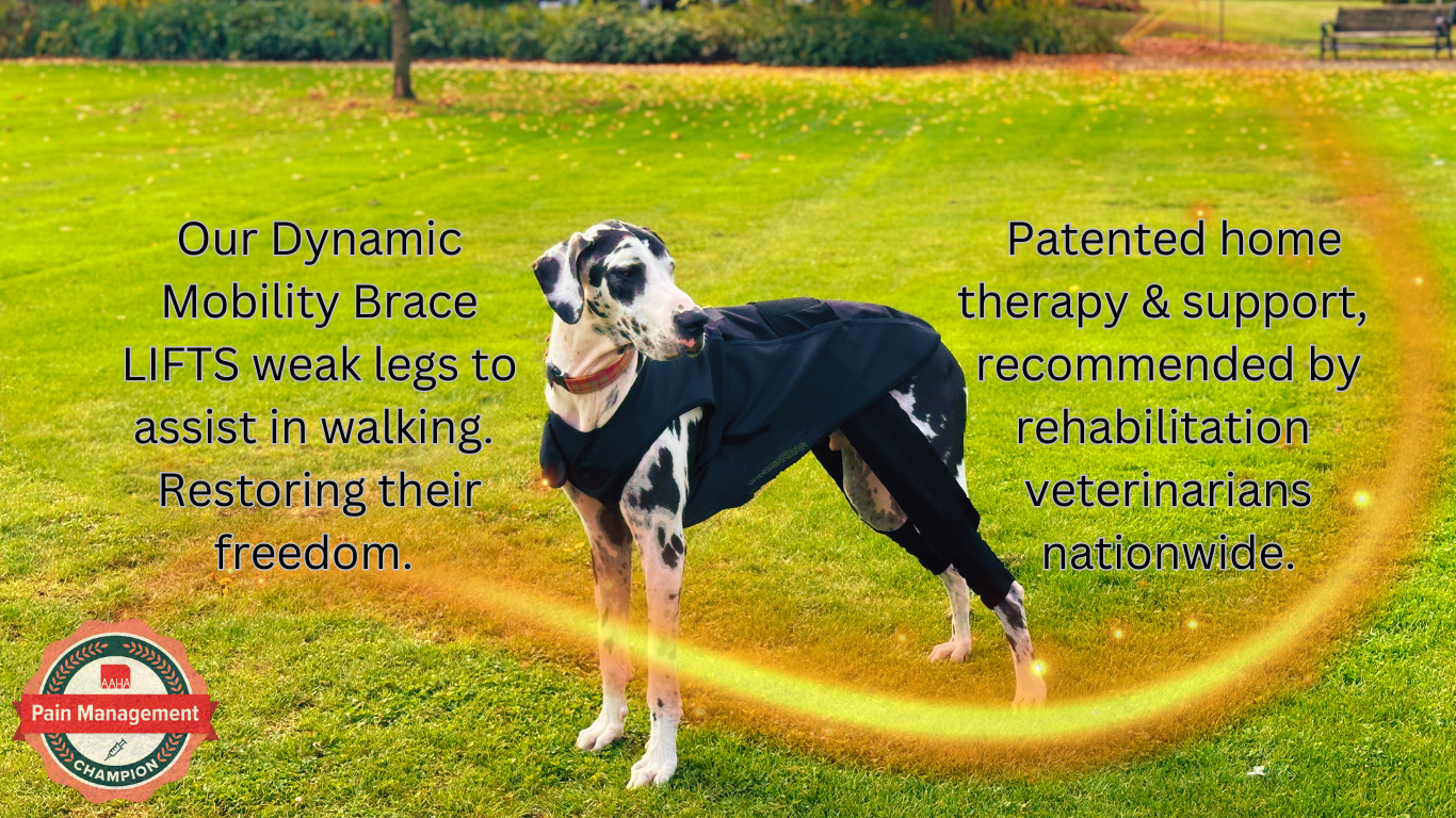 Custom Orthopedic Support for Dogs LuckyandLoyal