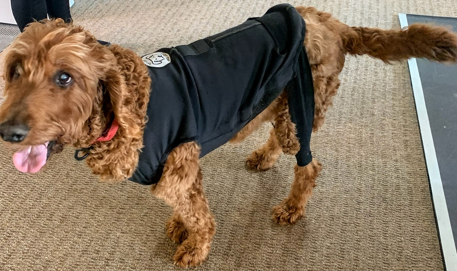 Support fashion dog jacket