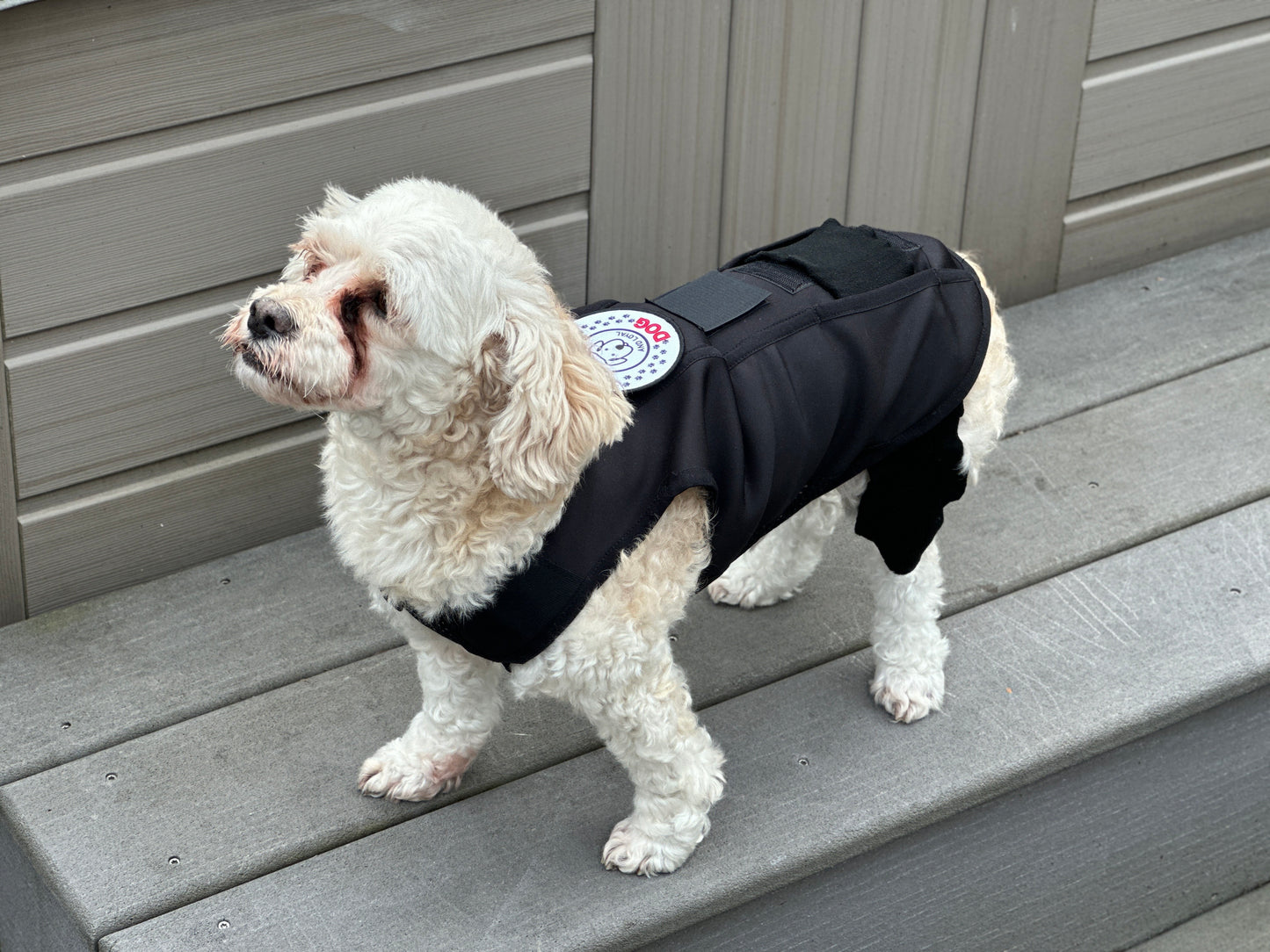 Customized Dynamic Support Dog Vest