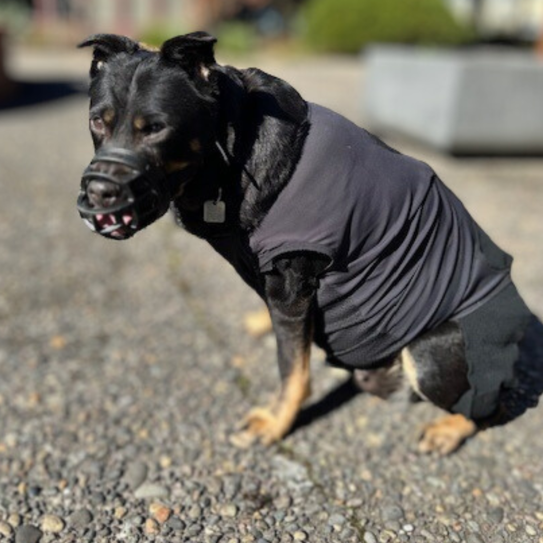 Customized Dynamic Support Dog Vest