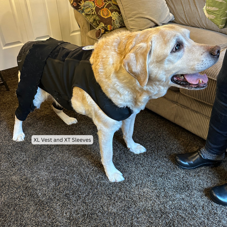 A large dog wearing the XL vest and XT propulsion sleeves indoors