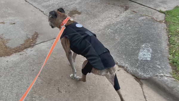 Arthritic Boxer still walking due to dog LuckyandLoyal.com dog brace