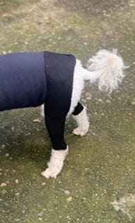 Dynamic Dog Sleeves - Front or Back Legs