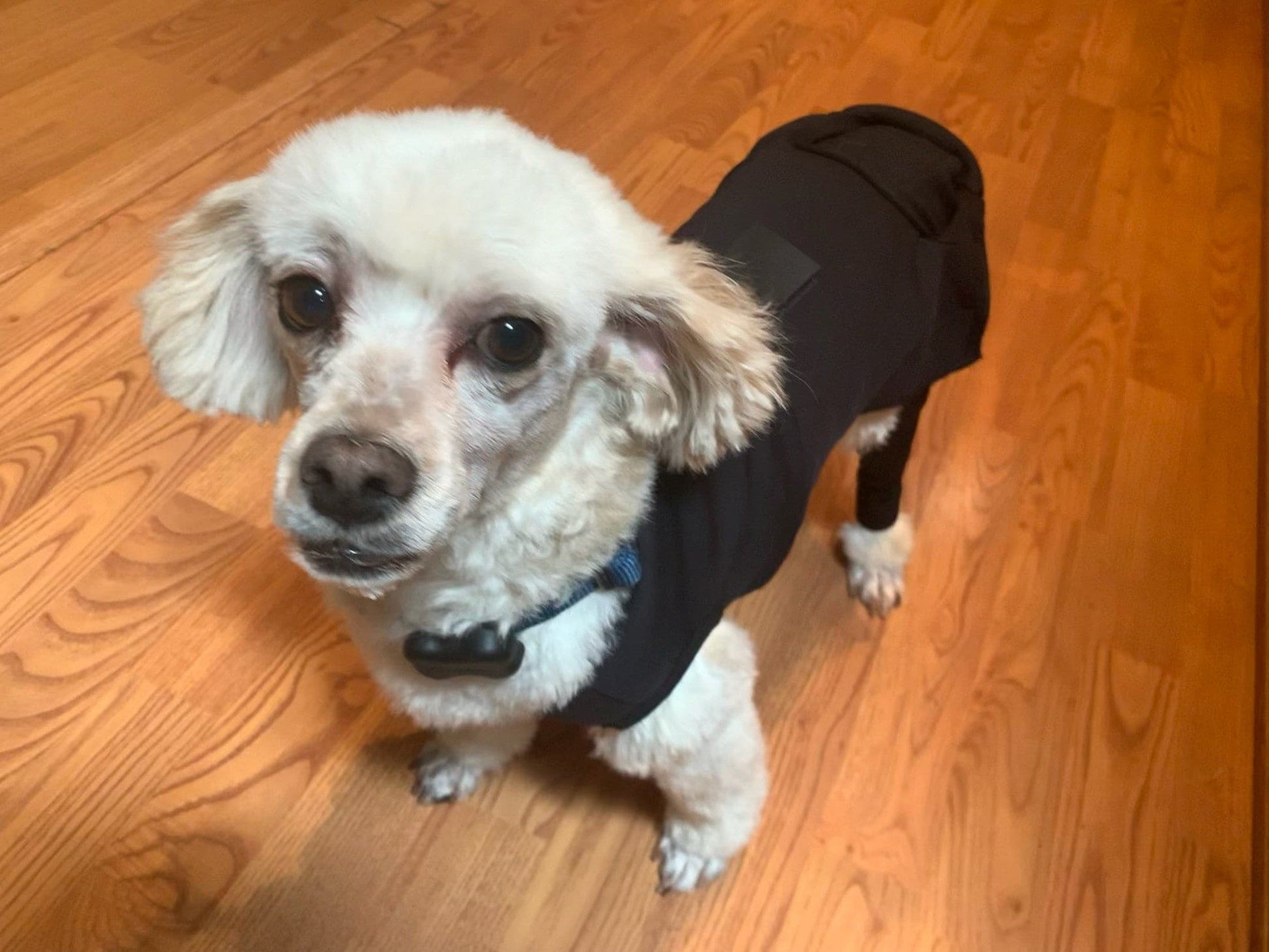 dog arthritis
dog braces
dog leg brace
dog back brace
dog brace
dog ivdd
dog leg braces for arthritis
dog back leg brace
dog back braces
canine back brace
brace for dogs hips
