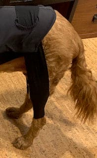 dog arthritis back legs
dog hip arthritis
dog leg braces for arthritis
dog back leg brace
